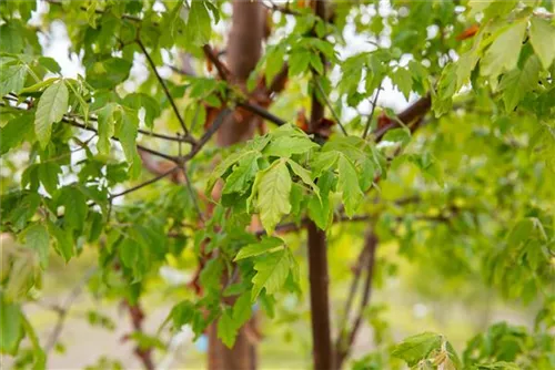 Zimtahorn - Acer griseum