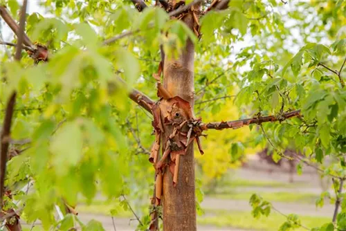 Zimtahorn - Acer griseum