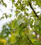 Zimtahorn - Acer griseum