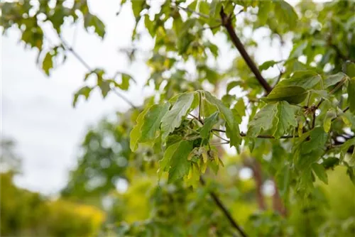 Zimtahorn - Acer griseum