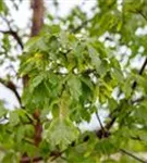 Zimtahorn - Acer griseum