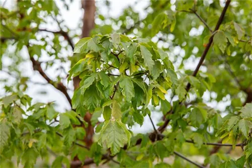 Zimtahorn - Acer griseum