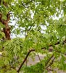 Zimtahorn - Acer griseum