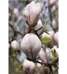 Tulpenmagnolie - Magnolia soulangiana