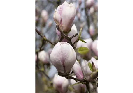 Magnolia soulangiana - Tulpenmagnolie