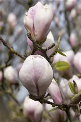 Tulpenmagnolie - Magnolia soulangiana