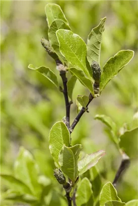 Tulpenmagnolie - Magnolia soulangiana