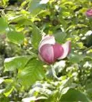 Tulpenmagnolie - Magnolia soulangiana