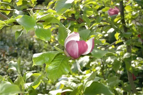 Tulpenmagnolie - Magnolia soulangiana