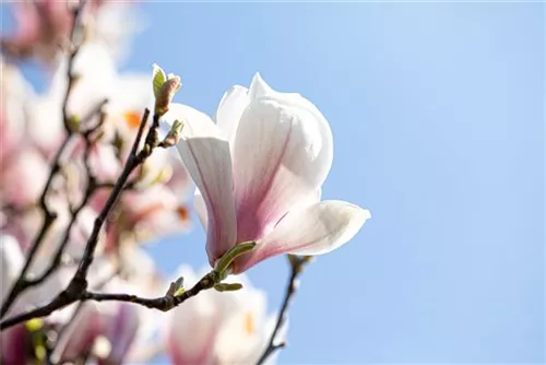 Tulpenmagnolie - Magnolia soulangiana