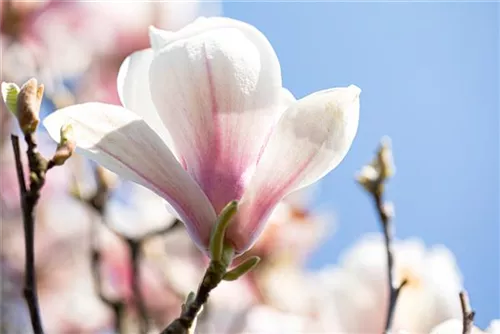 Tulpenmagnolie - Magnolia soulangiana