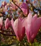 Tulpenmagnolie - Magnolia soulangiana