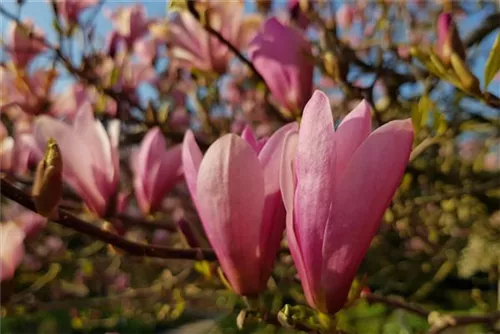 Tulpenmagnolie - Magnolia soulangiana