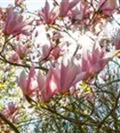 Tulpenmagnolie - Magnolia soulangiana