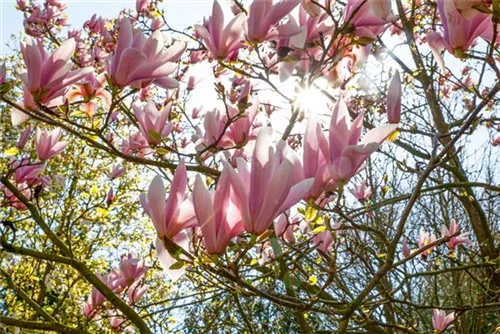 Tulpenmagnolie - Magnolia soulangiana