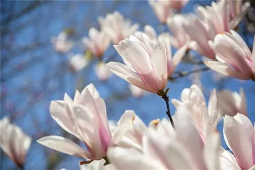 Tulpenmagnolie - Magnolia soulangiana