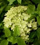 Rispenhortensie 'Little Lime' - Hydrangea paniculata 'Little Lime'