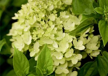 Hydrangea paniculata 'Little Lime' - Rispenhortensie 'Little Lime'