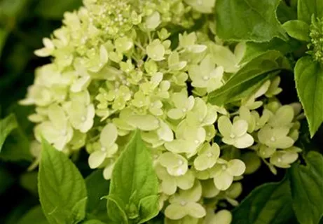 Hydrangea paniculata 'Little Lime' - Rispenhortensie 'Little Lime'