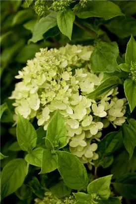 Rispenhortensie 'Little Lime' - Hydrangea paniculata 'Little Lime'