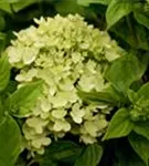 Rispenhortensie 'Little Lime' - Hydrangea paniculata 'Little Lime'