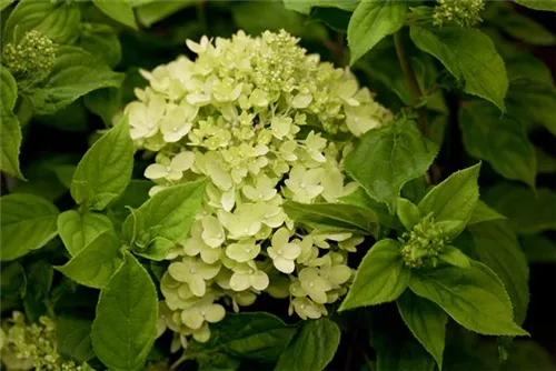 Rispenhortensie 'Little Lime' - Hydrangea paniculata 'Little Lime'