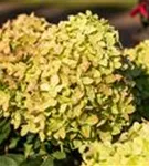 Rispenhortensie 'Little Lime' - Hydrangea paniculata 'Little Lime'