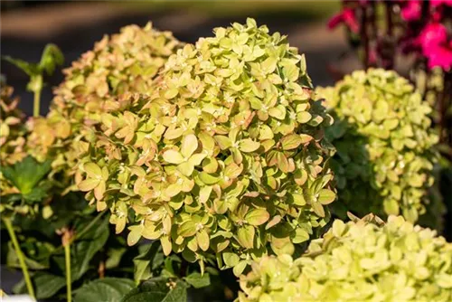 Rispenhortensie 'Little Lime' - Hydrangea paniculata 'Little Lime'