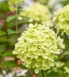 Rispenhortensie 'Little Lime' - Hydrangea paniculata 'Little Lime'