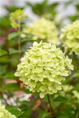 Rispenhortensie 'Little Lime' - Hydrangea paniculata 'Little Lime'