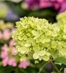 Rispenhortensie 'Little Lime' - Hydrangea paniculata 'Little Lime'