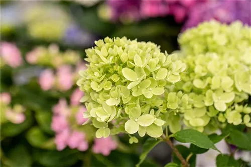 Rispenhortensie 'Little Lime' - Hydrangea paniculata 'Little Lime'