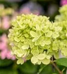 Rispenhortensie 'Little Lime' - Hydrangea paniculata 'Little Lime'