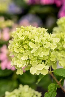 Rispenhortensie 'Little Lime' - Hydrangea paniculata 'Little Lime'