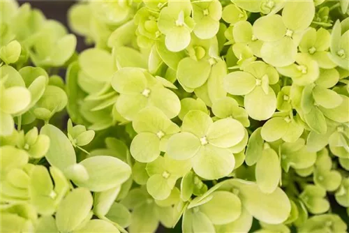 Rispenhortensie 'Little Lime' - Hydrangea paniculata 'Little Lime'