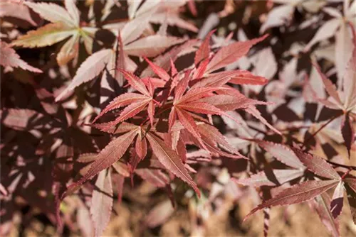 Fächerahorn - Acer palmatum 'Skeeter's Broom'