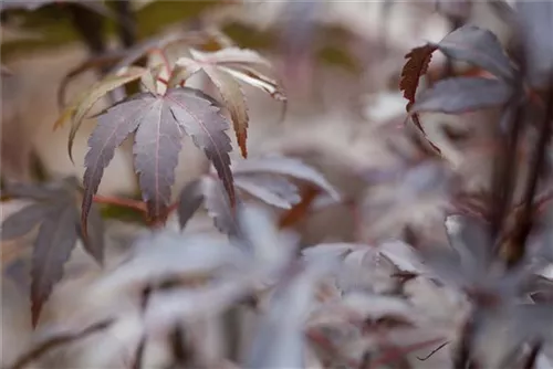 Fächerahorn - Acer palmatum 'Skeeter's Broom'