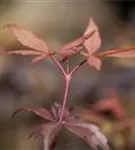 Fächerahorn - Acer palmatum 'Skeeter's Broom'