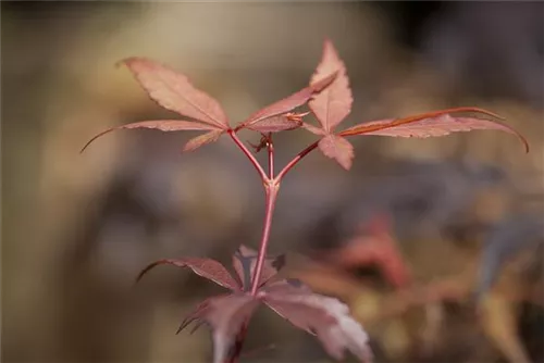 Fächerahorn - Acer palmatum 'Skeeter's Broom'