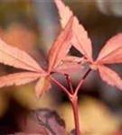 Fächerahorn - Acer palmatum 'Skeeter's Broom'