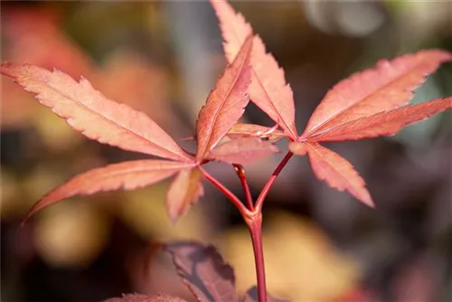 Fächerahorn - Acer palmatum 'Skeeter's Broom'