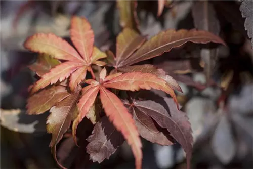 Fächerahorn - Acer palmatum 'Skeeter's Broom'