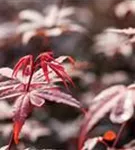 Fächerahorn - Acer palmatum 'Skeeter's Broom'