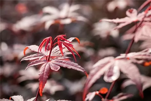 Fächerahorn - Acer palmatum 'Skeeter's Broom'