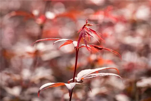 Fächerahorn - Acer palmatum 'Skeeter's Broom'