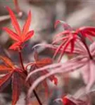 Fächerahorn - Acer palmatum 'Skeeter's Broom'