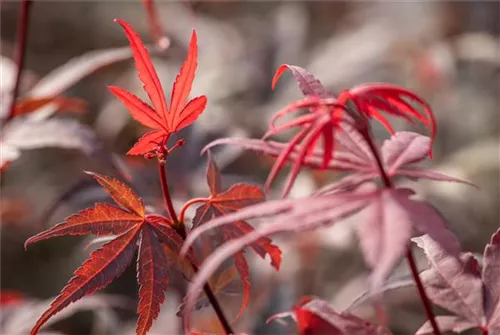 Fächerahorn - Acer palmatum 'Skeeter's Broom'