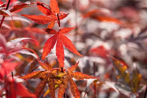 Fächerahorn - Acer palmatum 'Skeeter's Broom'