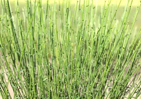 Cytisus praecox 'Hollandia' - Ziergehölze - Elfenbeinginster 'Hollandia'