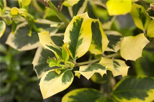 Gelbbunte Stechpalme 'Golden King' - Ilex altaclerensis 'Golden King'